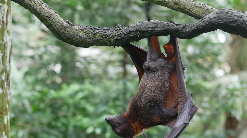 Virus Nipah : une menace émergente en Asie du Sud-Est