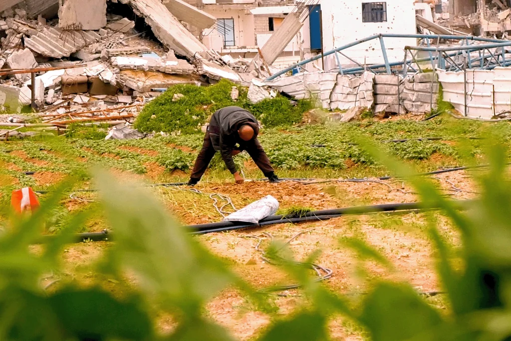 Gaza : agriculteurs reprennent la terre à la main après la destruction