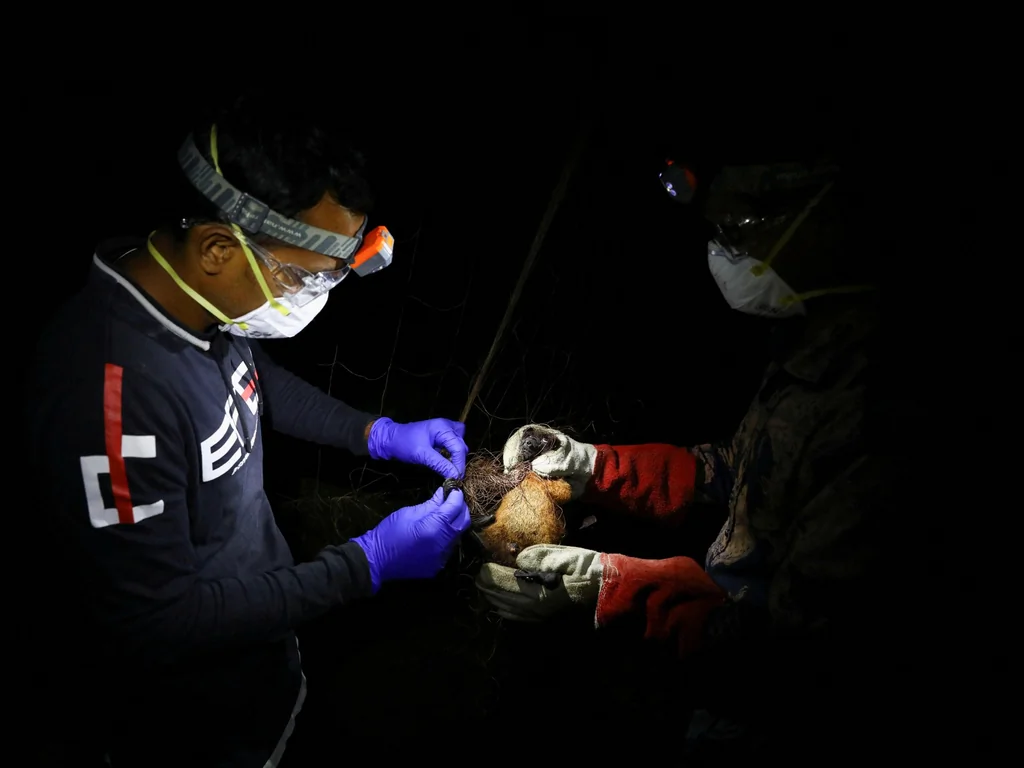 OMS : décès confirmé du virus Nipah au Bangladesh