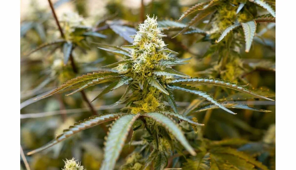 Acquittement du Français Tom Félix en Malaisie : une victoire judiciaire