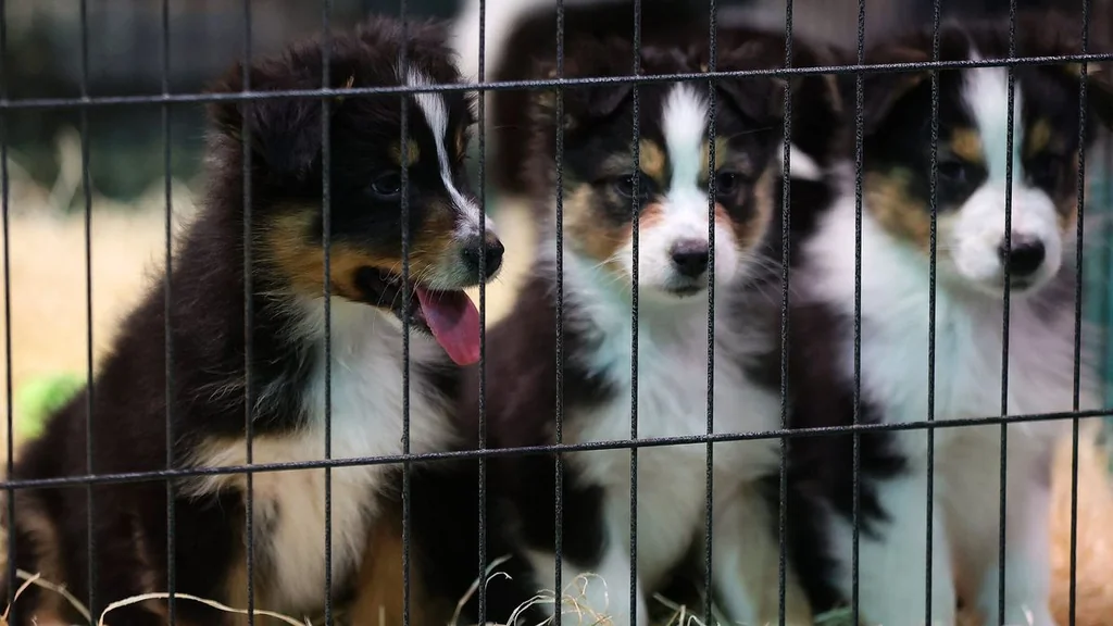 Démantèlement d’un trafic de chiens Serbie-France : trois mis en examen