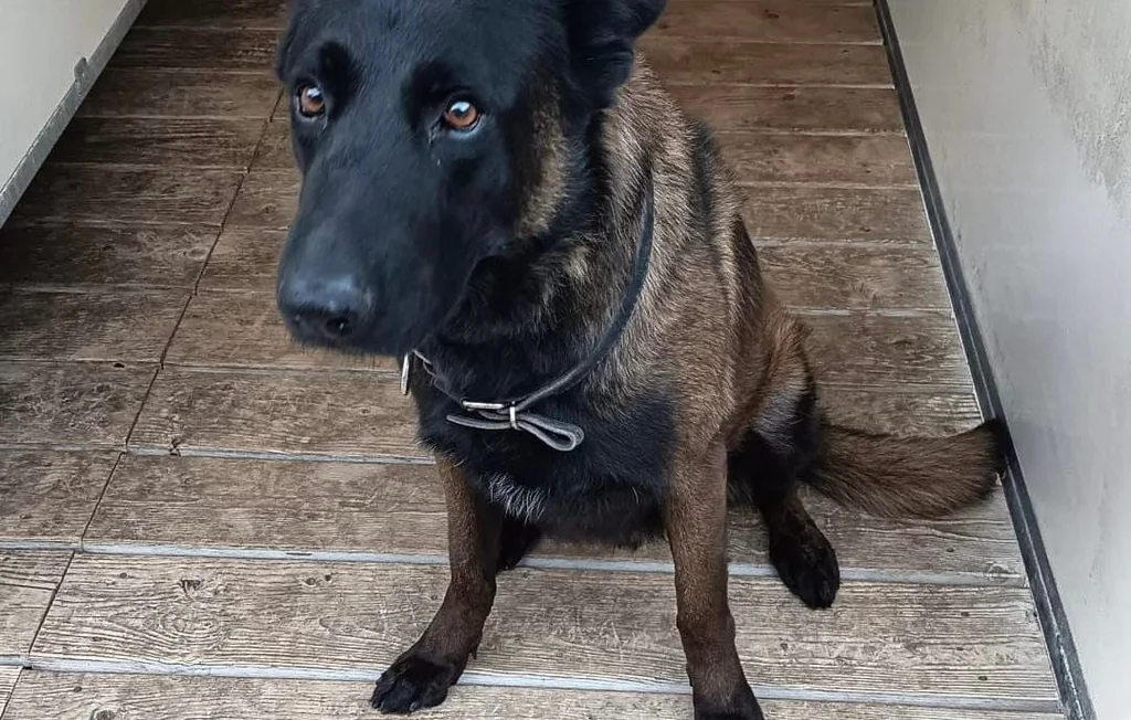 Dino, chien policier, meurt lors de la sécurisation Metz-OL