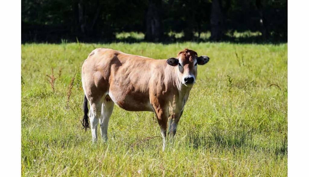 Finistère : vache sur le pare-brise, l’éleveur refuse le constat