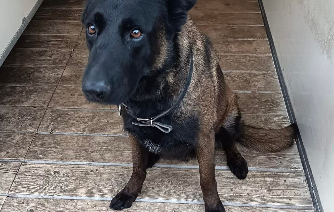 Dino, chien policier mort lors du Metz-OL