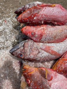 Pêche, M’tsapéré, blocage, vente, pécheur, Mayotte