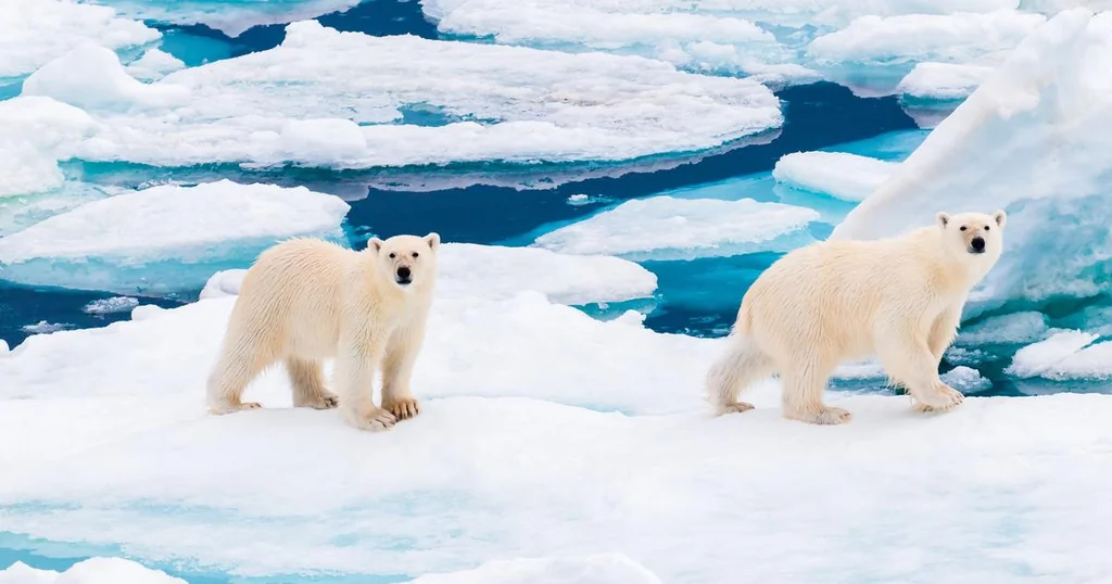 Les ours polaires du Svalbard résistent au réchauffement—pour l’instant