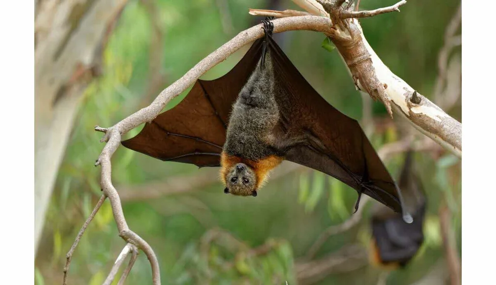 Nipah: virus des chauves-souris et risques mondiaux
