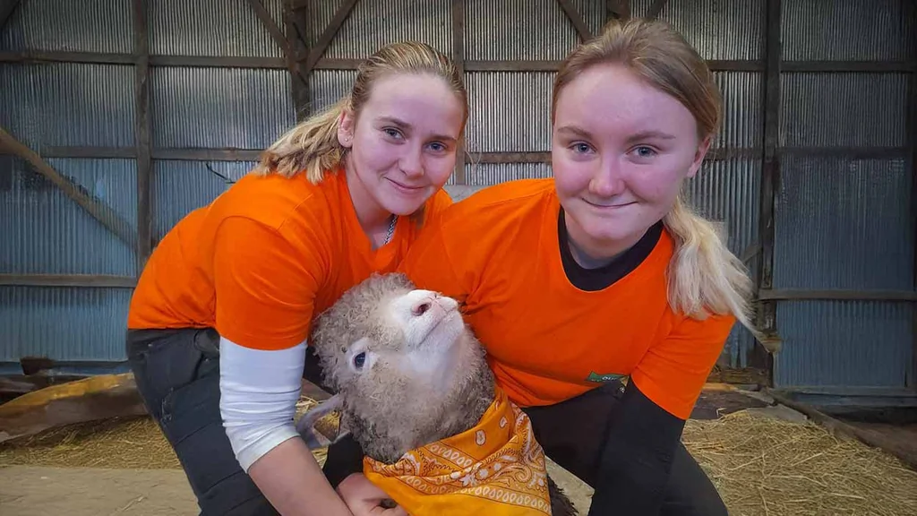 Jeunes bergères d'Île-de-France en finale des Ovinpiades