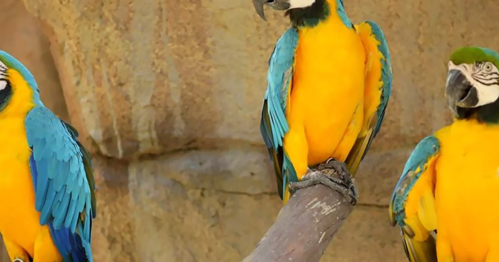 Perroquets amazones : des duos vocaux aux règles syntaxiques