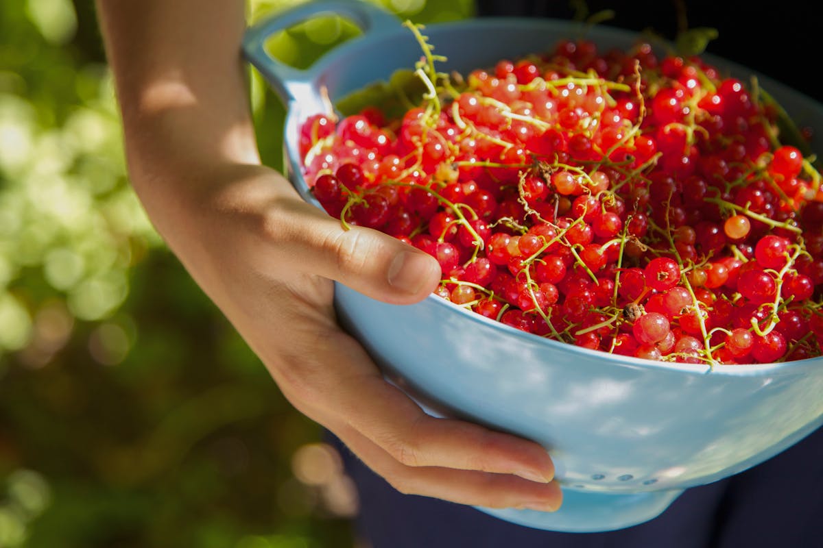 Comment bien conserver vos groseilles : astuces pratiques