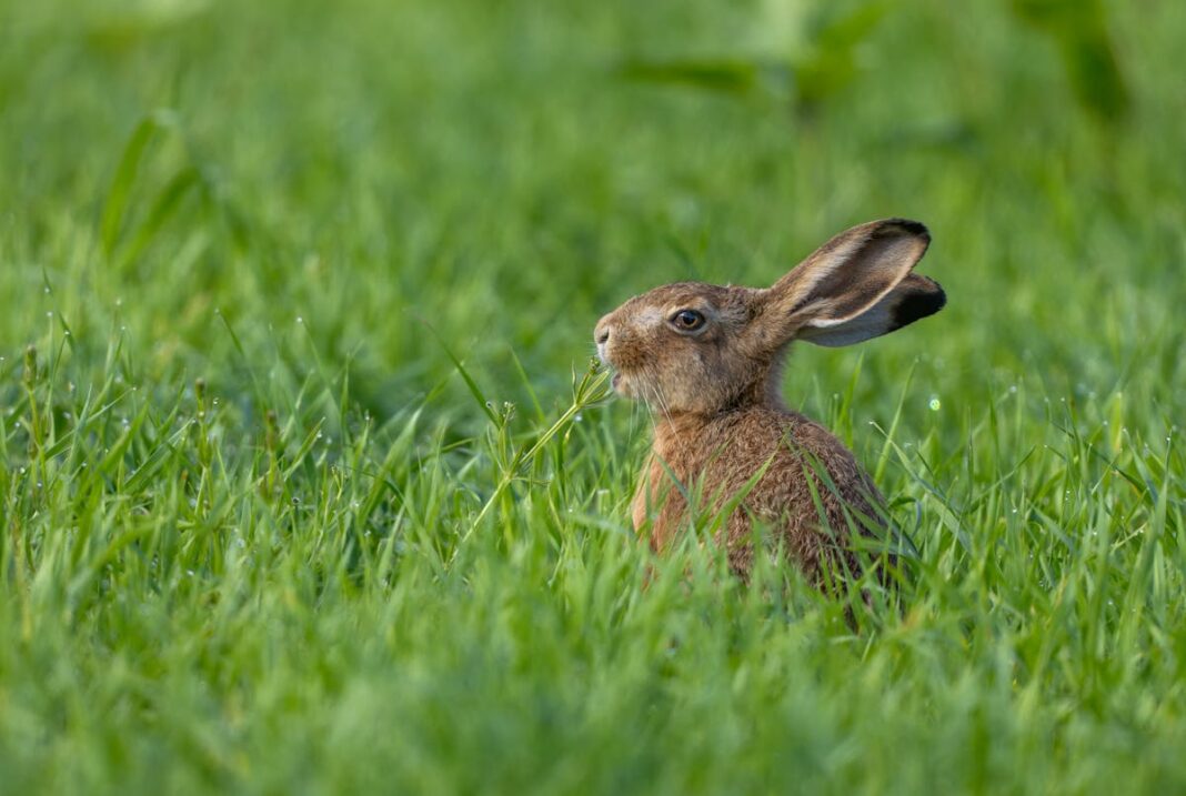 Lapins Frankenstein : le papillomavirus inquiète aux États-Unis